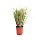 Dracaena Bicolour 4 Inches - Chive Plant Studio - Plants - Chive Studio Canada