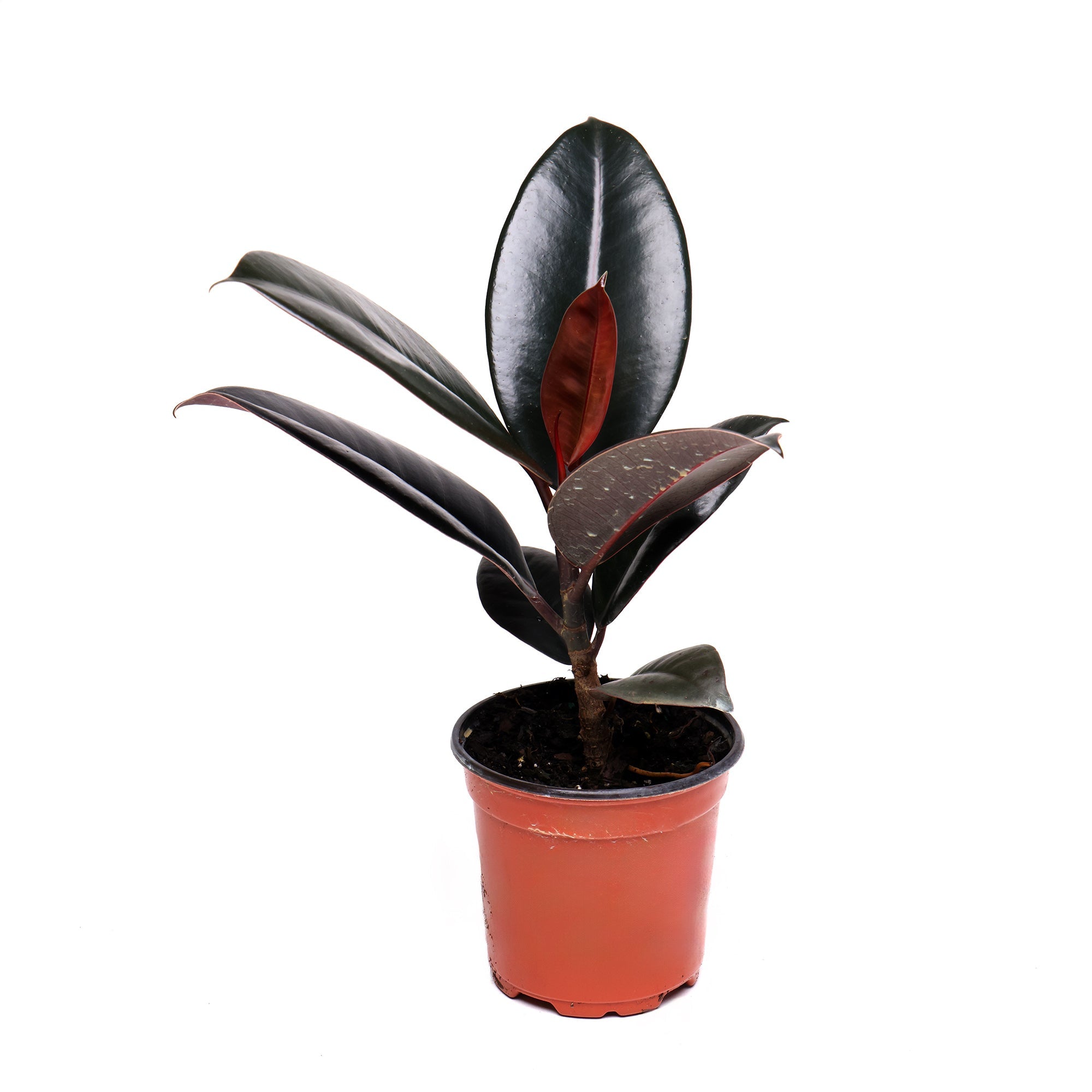A small Chive Studio 2024 Ficus Elastica Burgundy 4 Inch Pot in a simple terracotta-colored plastic pot. This indoor plant features several dark green, shiny leaves with a hint of burgundy on some undersides, standing upright on a single stem. Known for its air-purifying qualities, it is set against a plain white background.