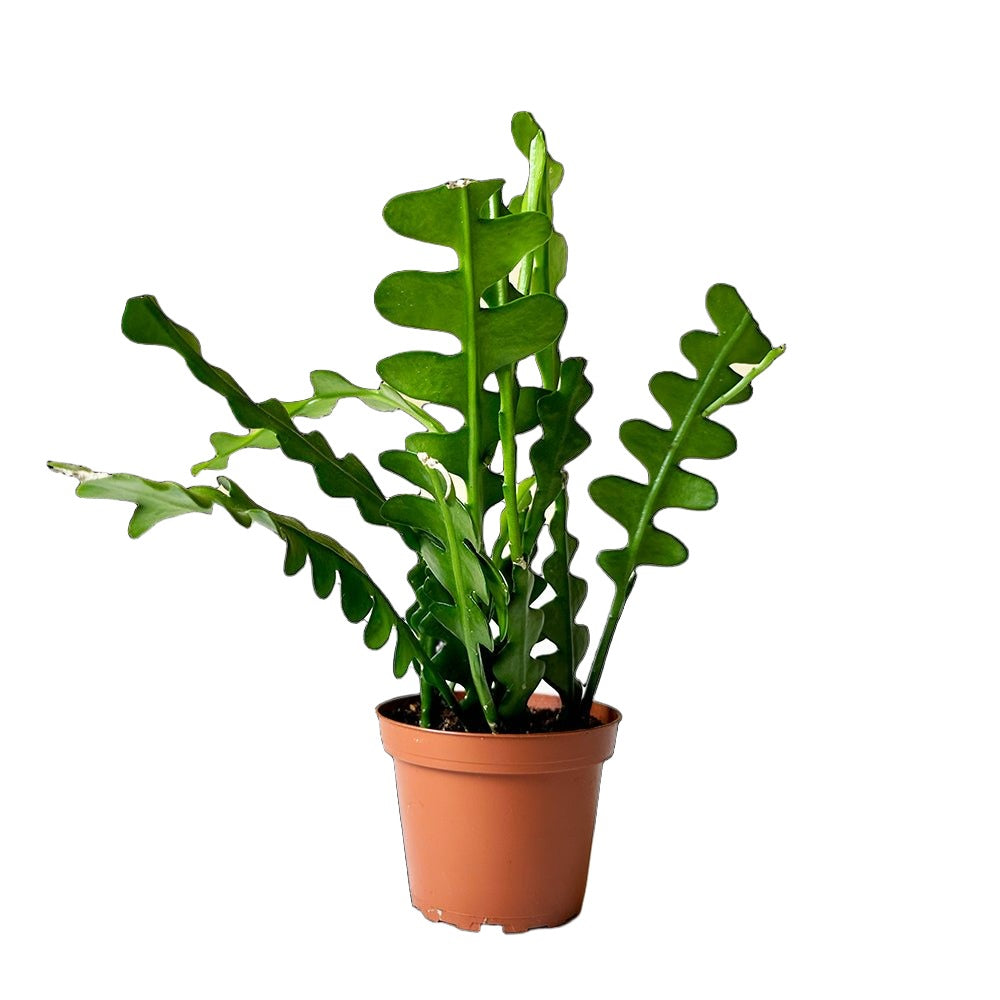 Fishbone Cactus 4 Inch Pot - Chive Plant Studio - Plants - Chive Studio 2024