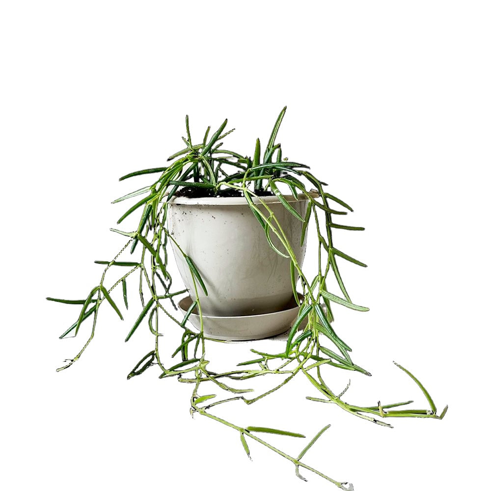 Hoya Linearis 4.5 Inch Pot - Chive Plant Studio - Plants - Chive Studio 2024