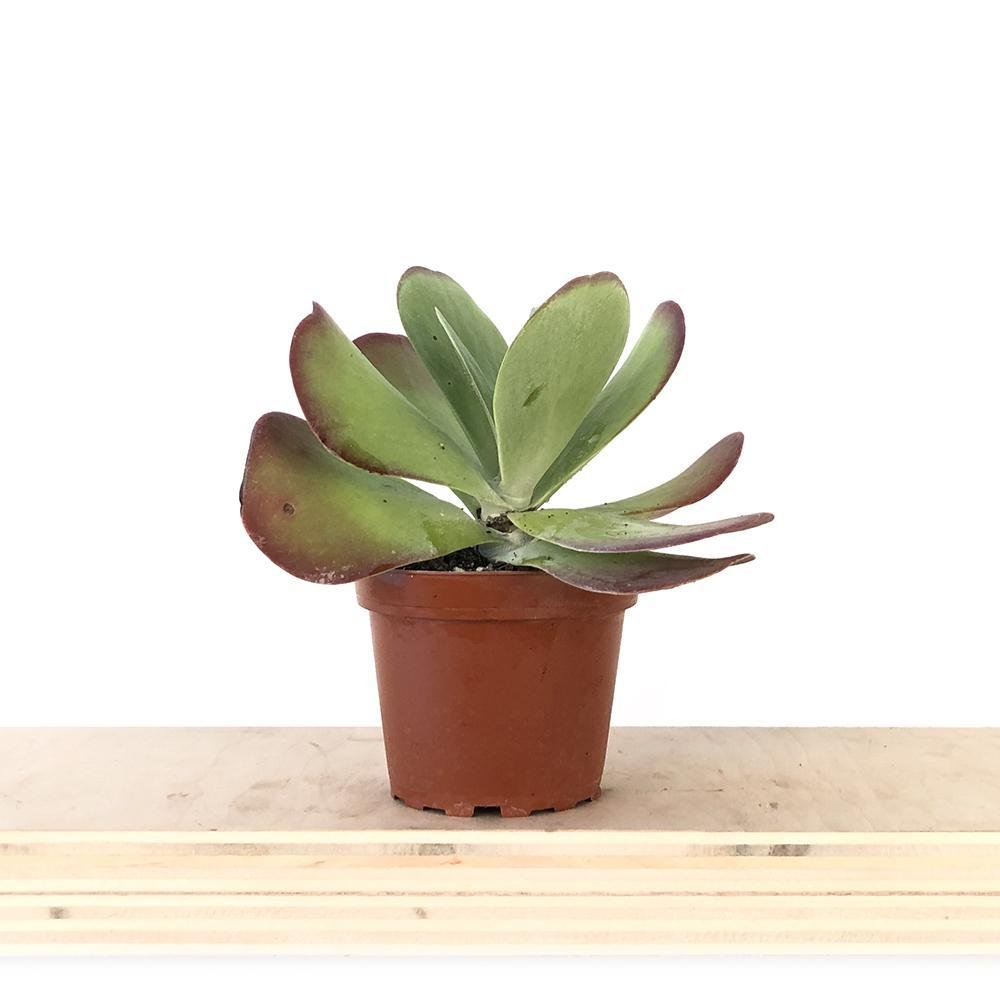 Flap Jack Succulent 4 Inch Pot - Chive Plant Studio - Plants - Chive Studio 2024