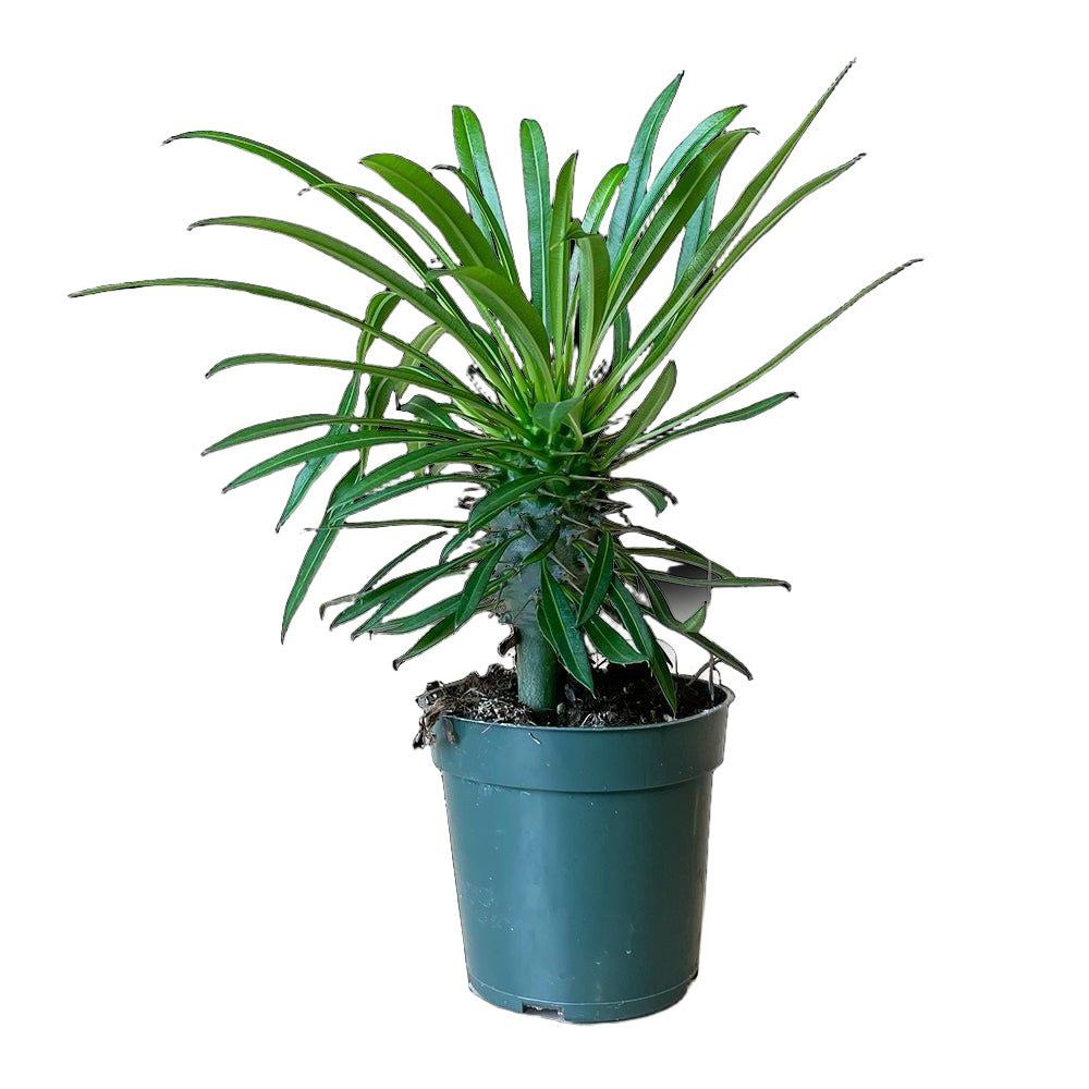 Madagascar Palm 4 Inch Pot - Chive Plant Studio - Plants - Chive Studio 2024