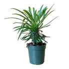 Madagascar Palm 4 Inch Pot - Chive Plant Studio - Plants - Chive Studio 2024