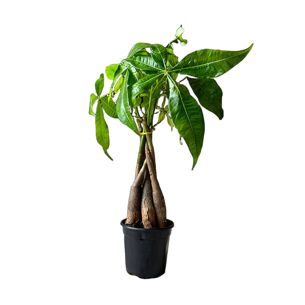 A small potted Money Tree Braid 4 Inch Pot by Chive Studio 2024 with braided trunks and green leaves, placed against a white background. The black pot contributes to the indoor aesthetic, and the plant has a healthy, vibrant appearance with several large leaves extending upwards. Perfect for houseplant enthusiasts.