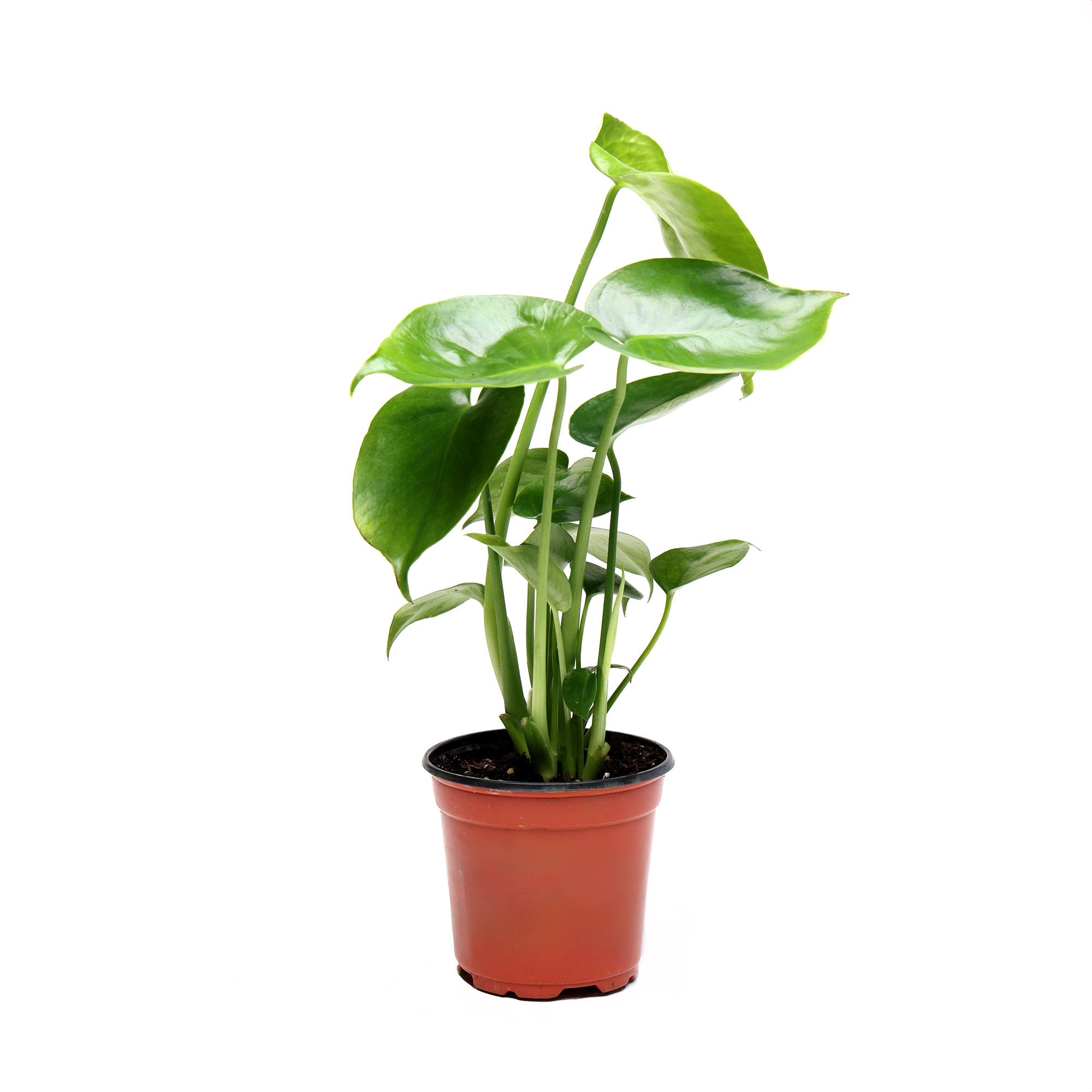 A potted Philodendron Monstera Deliciosa 4 Inches from Chive Studio 2024 with several broad, green leaves growing from its stems. The plant is in a small, round, reddish-brown plastic pot, placed against a plain white background.