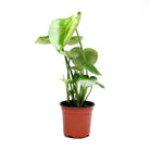 Potted Philodendron Monstera Deliciosa 4 Inches in Ryan Pot - Chive Plant Studio - Potted Plants - Chive Studio 2024