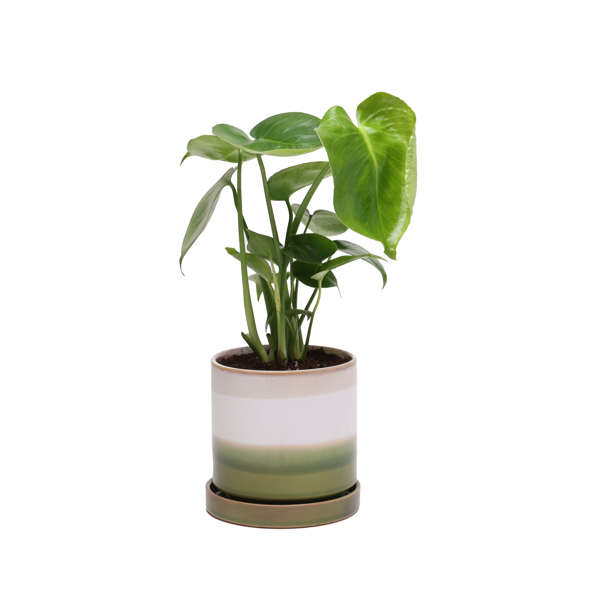 A vibrant Potted Monstera 4” in Minute with broad leaves in a white ceramic pot with green stripes, isolated on a white background by Chive Studio.
