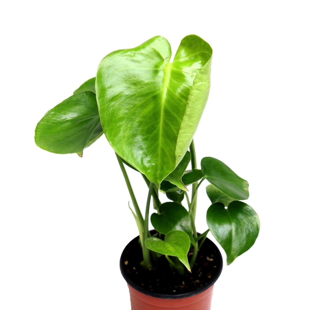 Potted Philodendron Monstera Deliciosa 4 Inches in Ryan Pot - Chive Plant Studio - Potted Plants - Chive Studio 2024