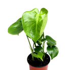 Potted Philodendron Monstera Deliciosa 4 Inches in Ryan Pot - Chive Plant Studio - Potted Plants - Chive Studio 2024