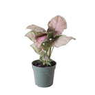 Syngonium Neon 4 Inch Pot - Chive Plant Studio - Plants - Chive Studio 2024