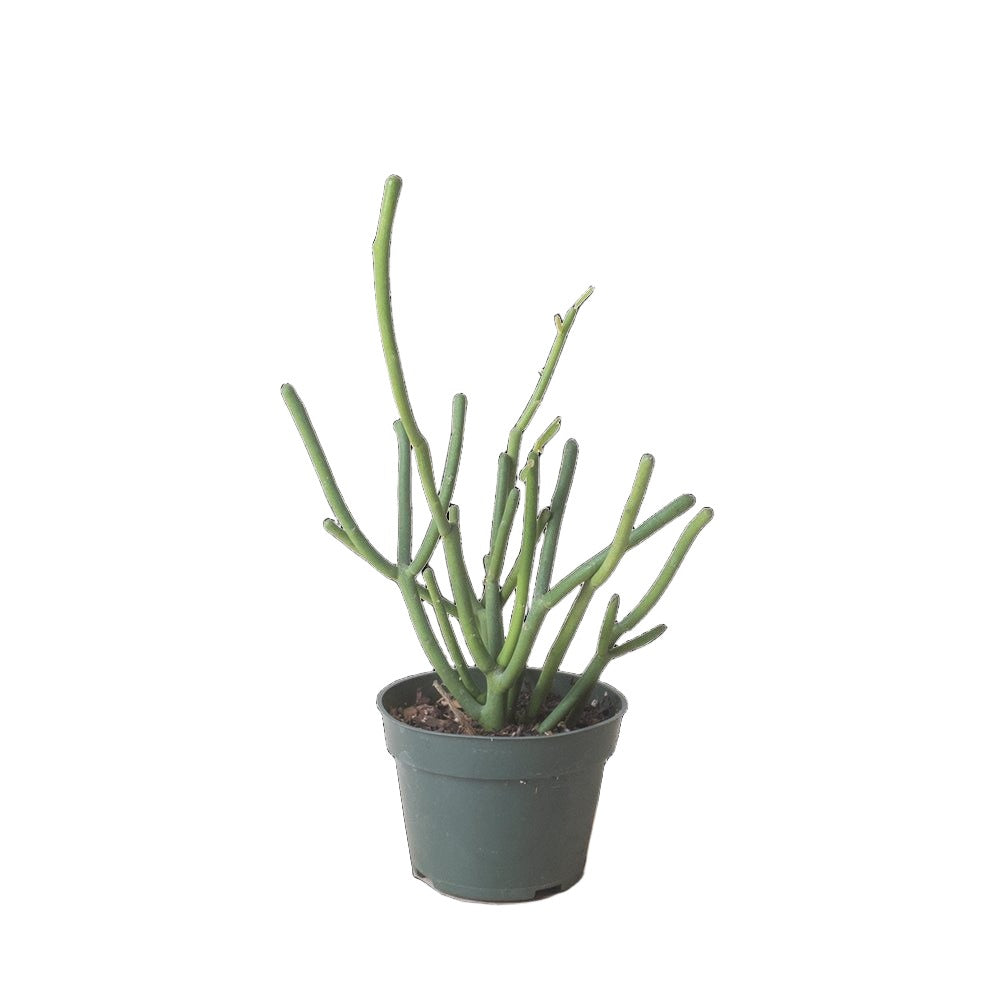 Pencil Cactus 4 Inch Pot - Chive Plant Studio - Plants - Chive Studio 2024