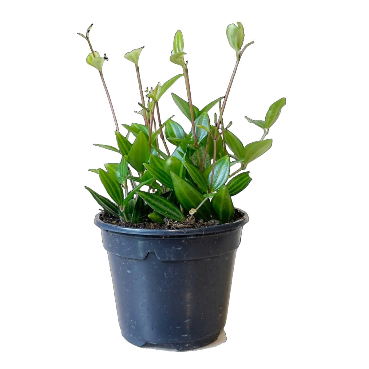 Peperomia Angulata 4 Inch Pot - Chive Plant Studio - Plants - Chive Studio 2024