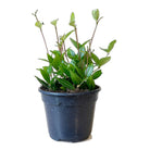 Peperomia Angulata 4 Inch Pot - Chive Plant Studio - Plants - Chive Studio 2024