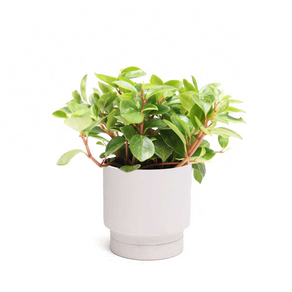 Peperomia Cubensis in Casey Pot - Chive Plant Studio - Potted Plants - Chive Plant Studio