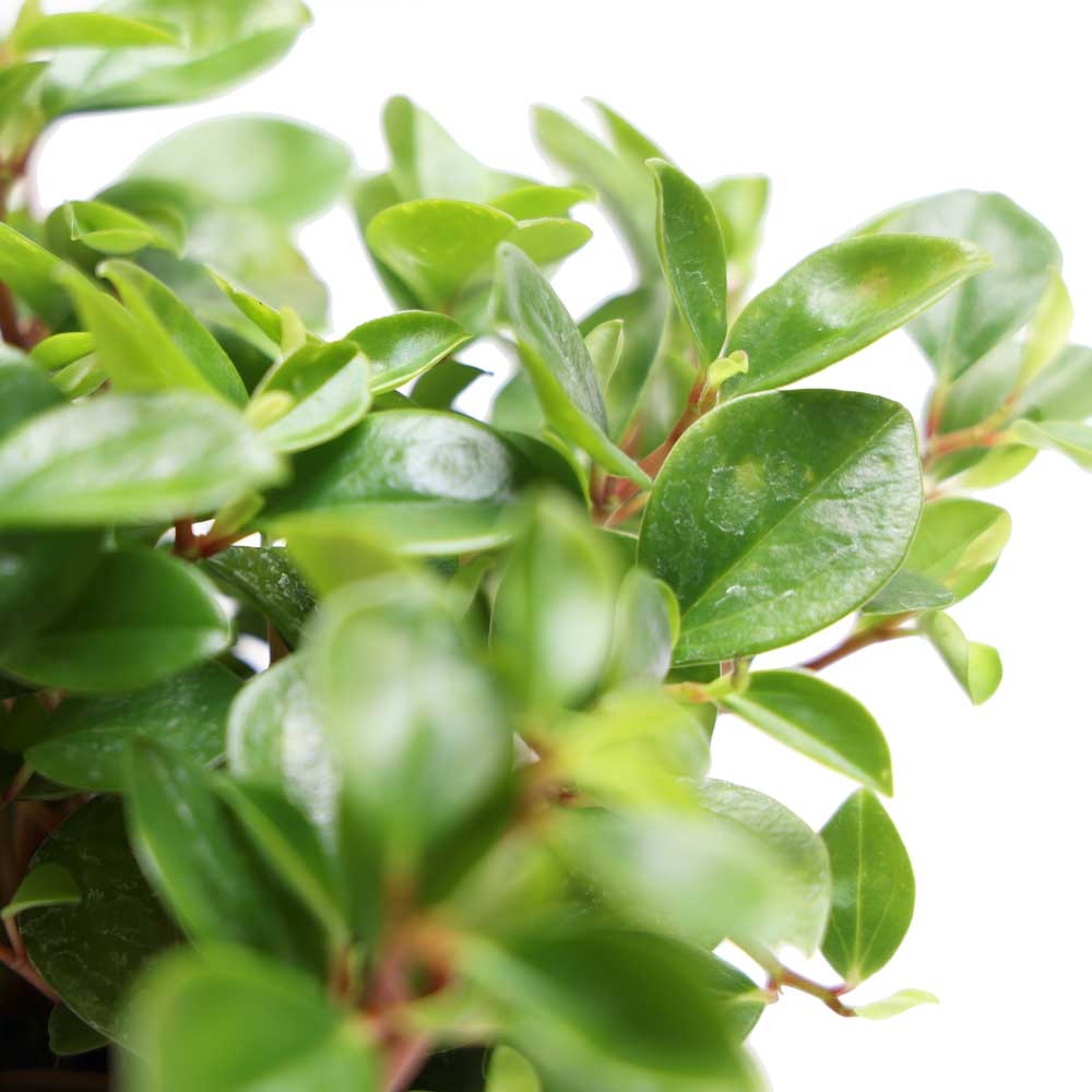 Peperomia Cubensis in Casey Pot - Chive Plant Studio - Potted Plants - Chive Plant Studio