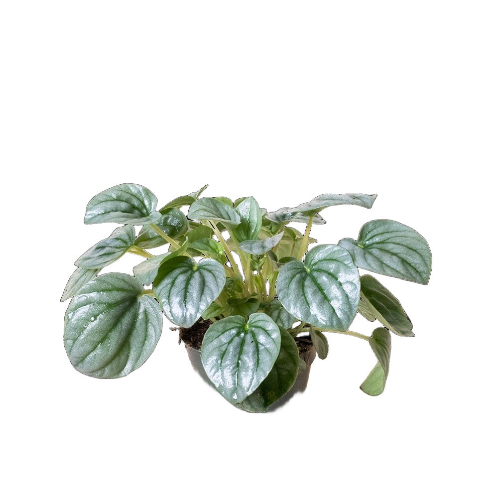 Peperomia Frost 4 Inch Pot - Chive Plant Studio - Plants - Chive Studio 2024