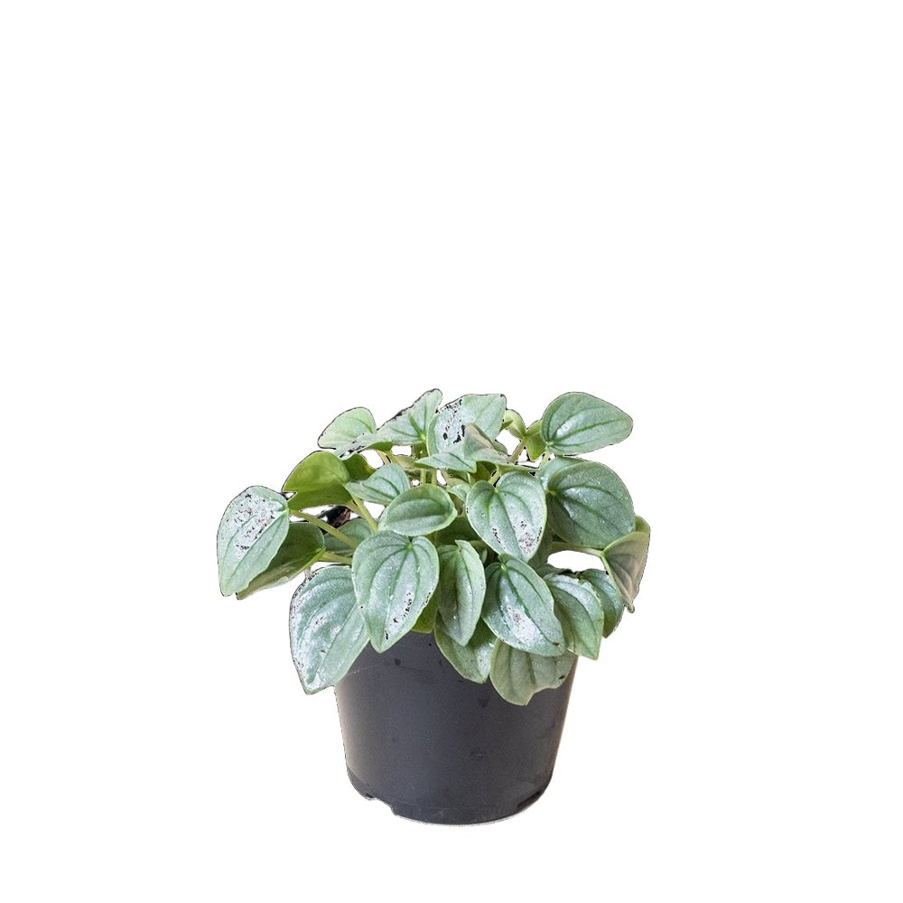 Peperomia Napoli Nights 4 Inch Pot - Chive Plant Studio - Plants - Chive Studio 2024