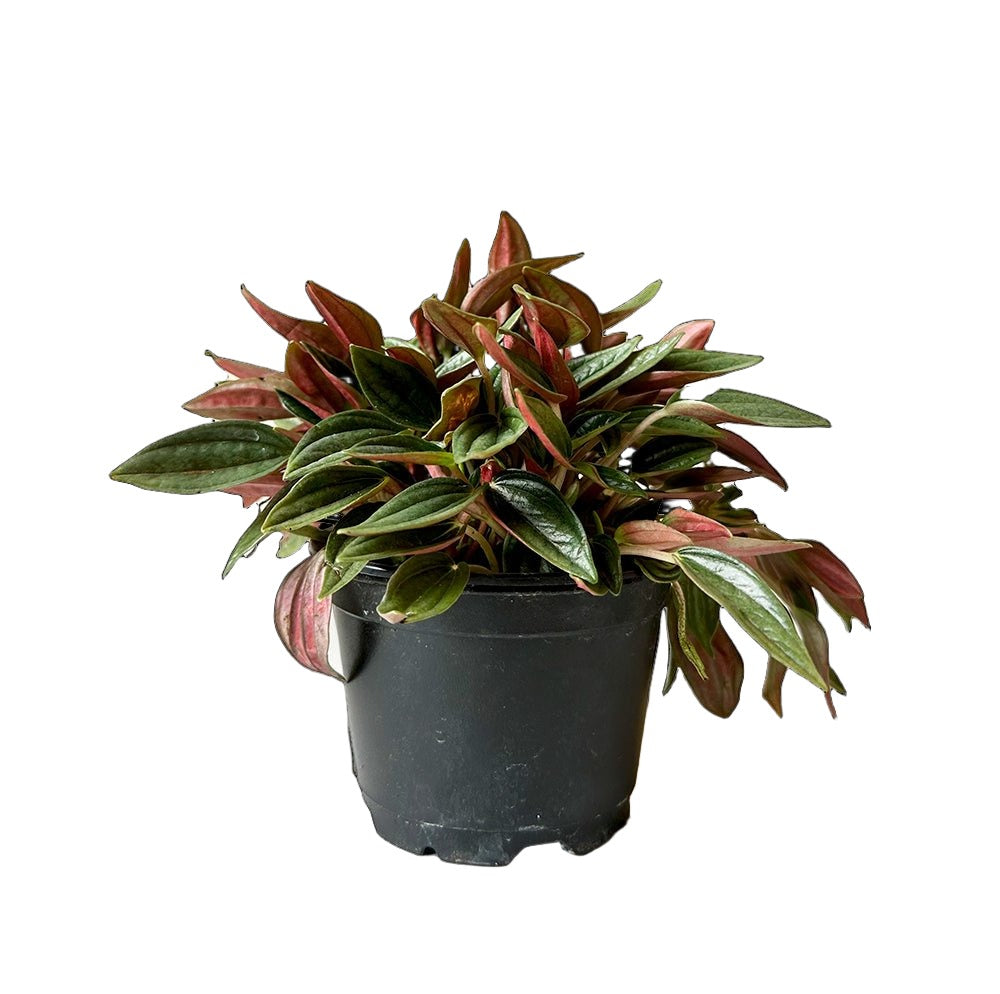 Peperomia Rosso 4 Inch Pot - Chive Plant Studio - Plants - Chive Studio 2024