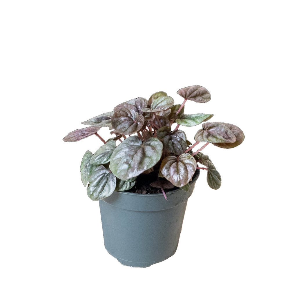 Peperomia Schumi Red 4 Inch Pot - Chive Plant Studio - Plants - Chive Studio 2024