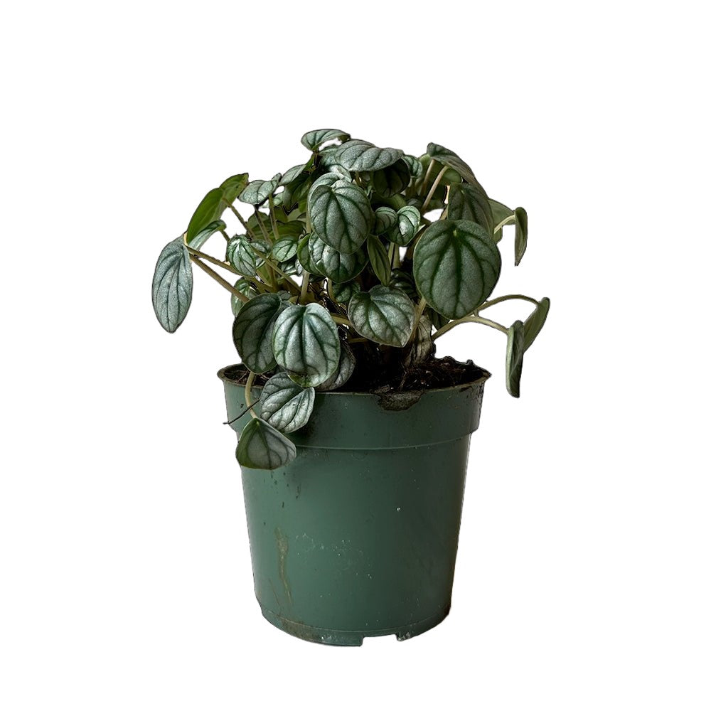 Peperomia Little Toscani 4 Inch Pot - Chive Plant Studio - Plants - Chive Studio 2024