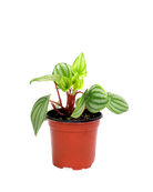 The Peperomia Watermelon 4 Inch - Potted features green leaves with light green stripes, presented in a reddish-brown plastic pot against a plain white background.