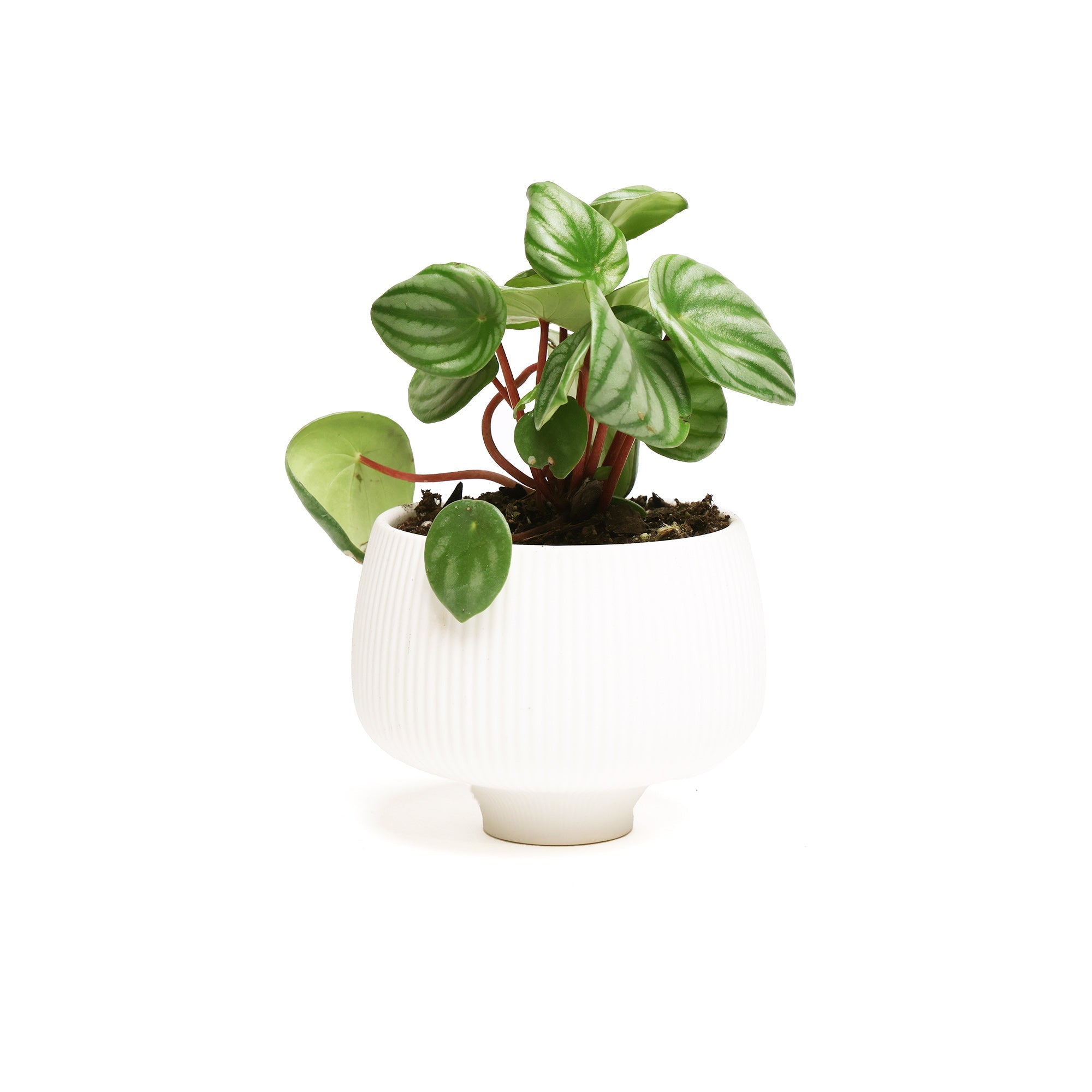 Small, glossy-leaved low maintenance Potted Peperomia Watermelon 4” plant in a white, ribbed ceramic pot by Chive Studio isolated on a white background.