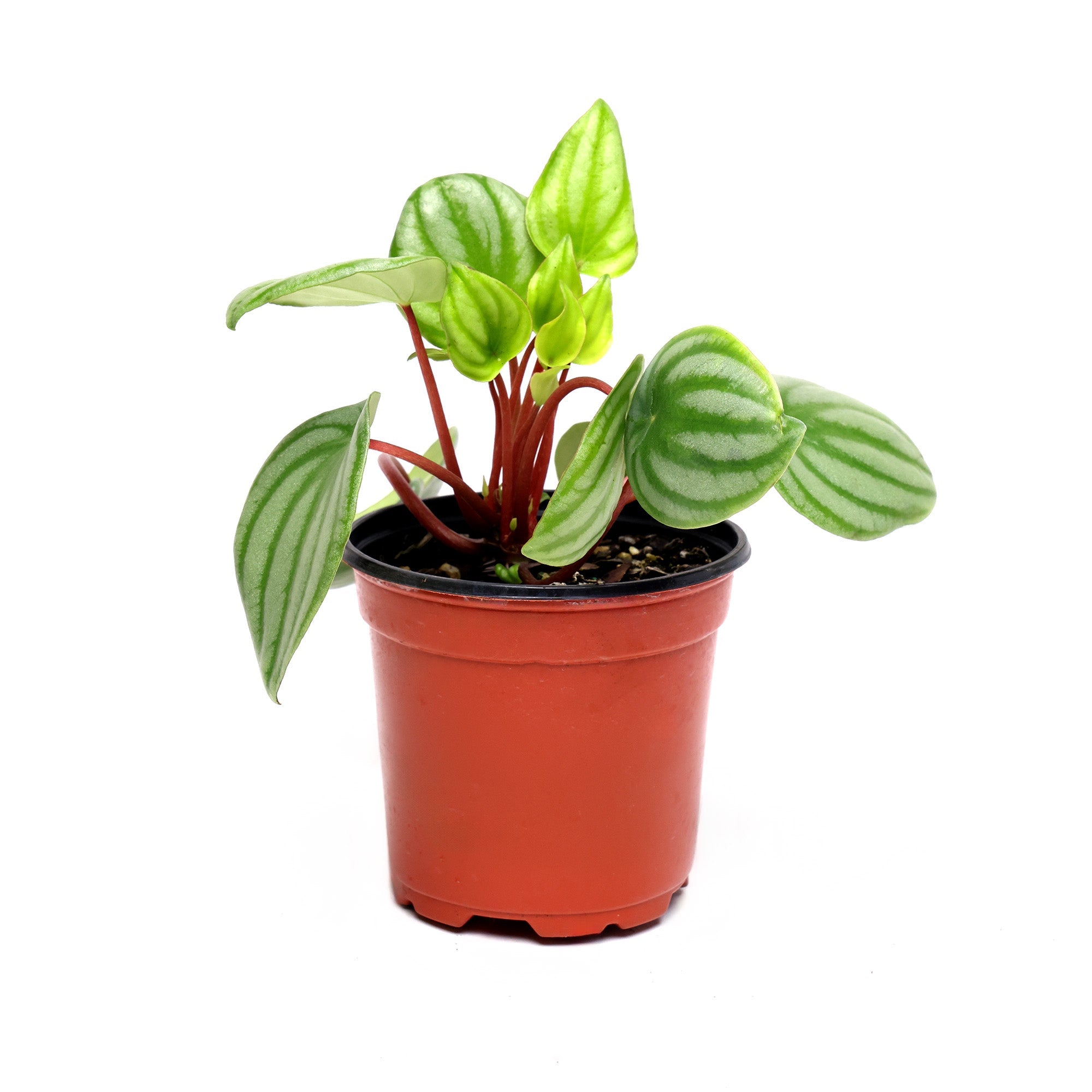 A small potted Peperomia Watermelon 4 Inch Pot by Chive Studio 2024 with vibrant green, oval-shaped leaves featuring light green to white stripes. The houseplant is housed in a simple red-brown plastic pot with visible soil at the base. The plant's stems are reddish, adding contrast to the foliage, perfect for indoor gardening enthusiasts.