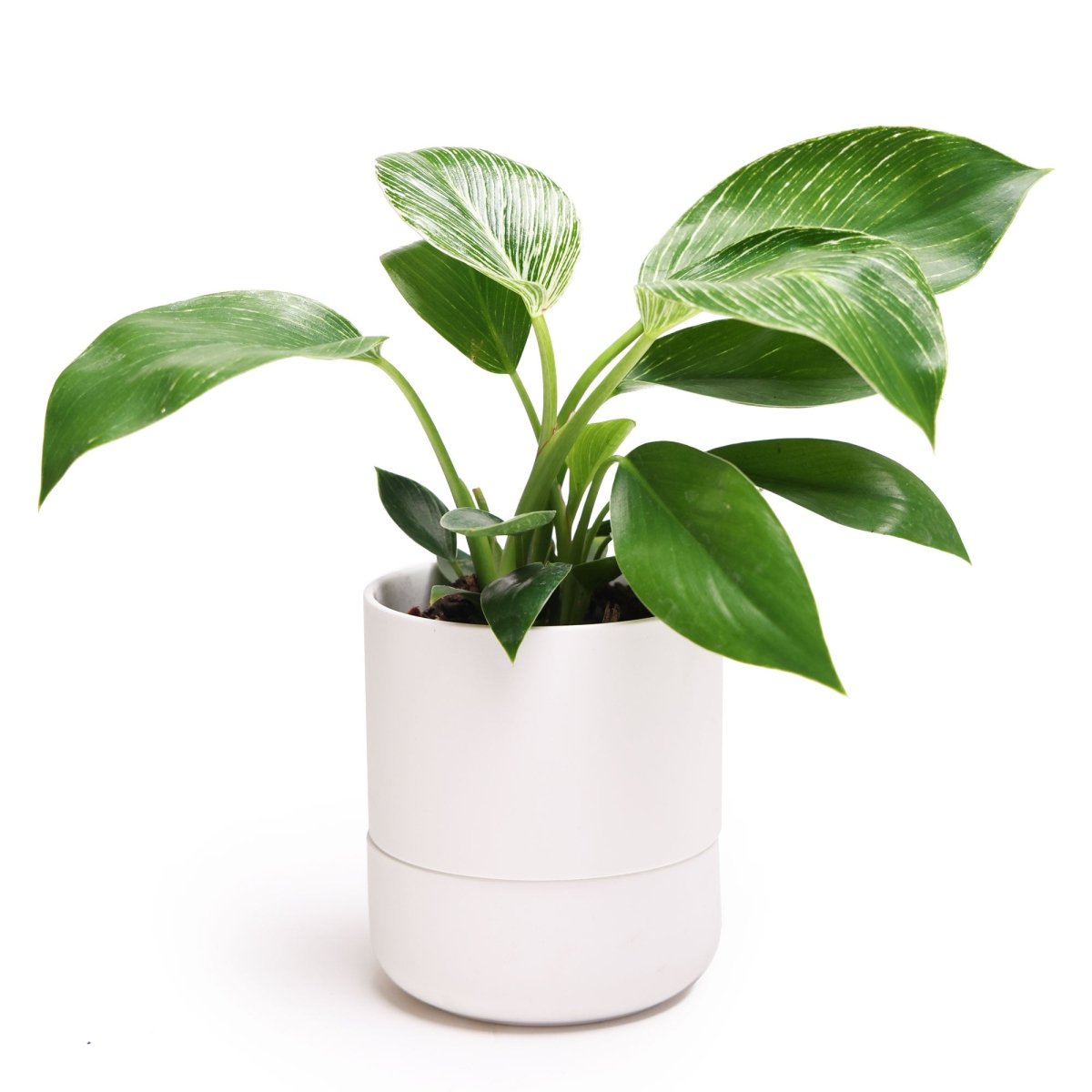 Best Planters for Indoor Plants: Because Your Leafy Friends Deserve Better Than a Coffee Can | Chive.com