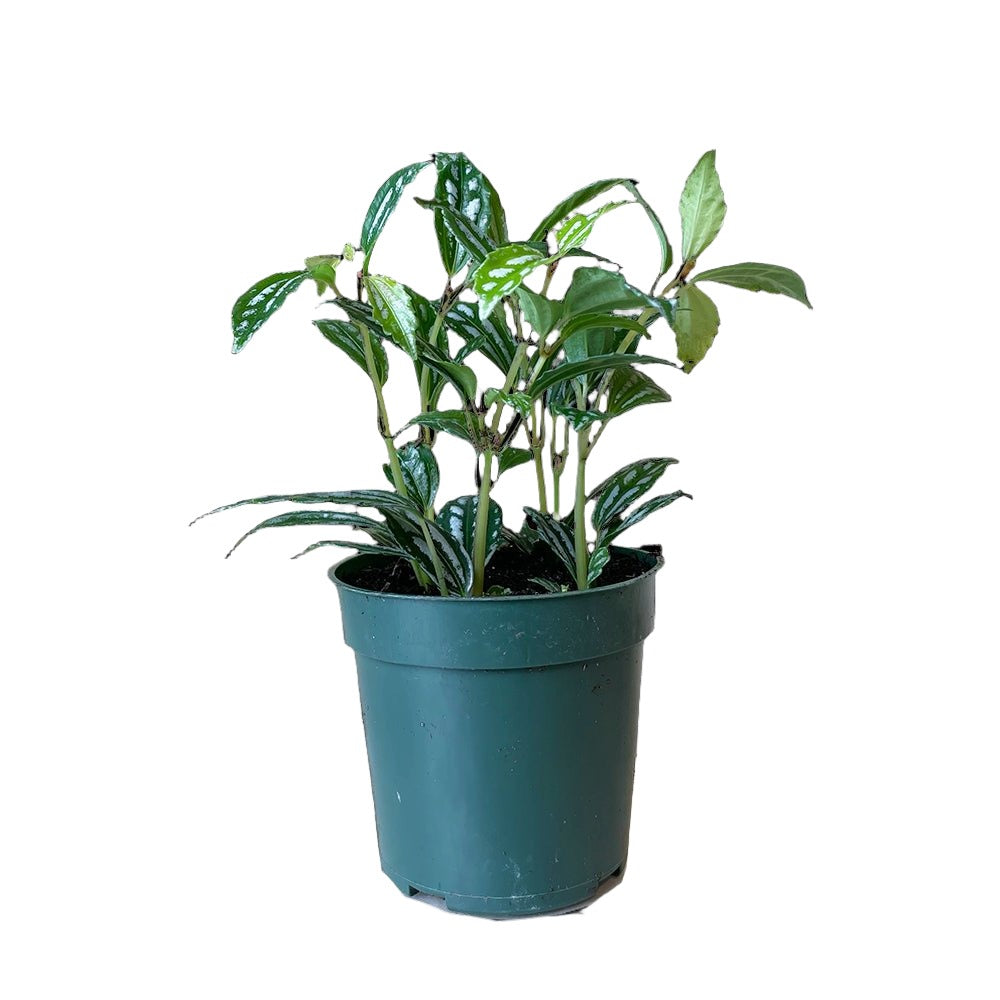 Pilea Aluminum Plant 4 Inch Pot - Chive Plant Studio - Plants - Chive Studio 2024