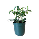 Pilea Aluminum Plant 4 Inch Pot - Chive Plant Studio - Plants - Chive Studio 2024