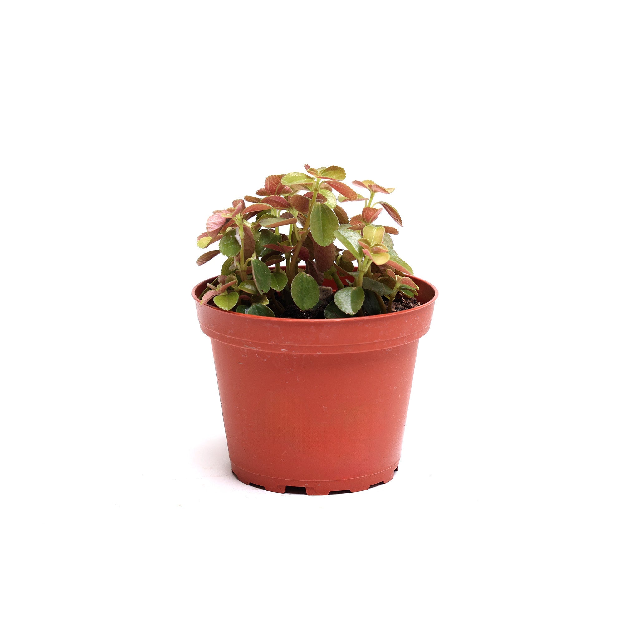 A small Pilea Depressa 4 Inches plant with lush green and red leaves in a terracotta pot, isolated on a white background from Chive Studio.