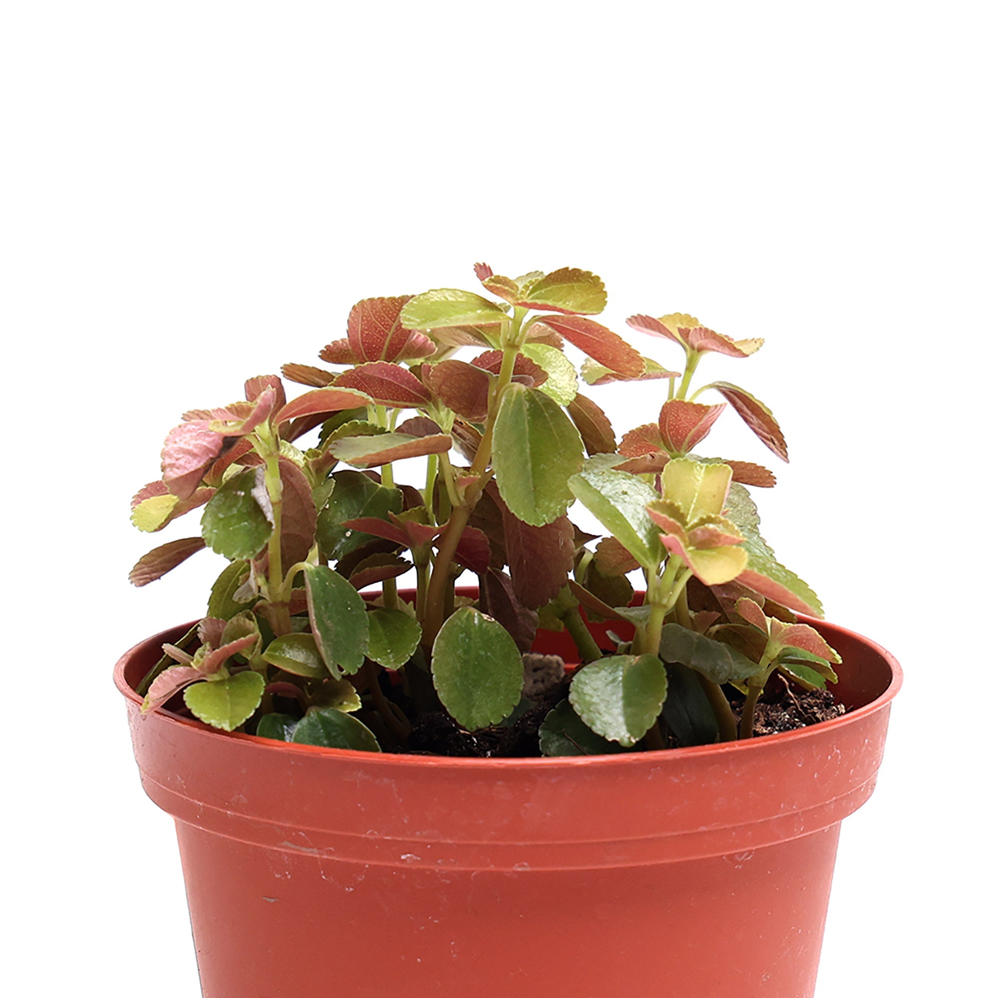 A small Pilea Depressa 4 Inches plant with lush green and red leaves in a terracotta pot, isolated on a white background from Chive Studio.