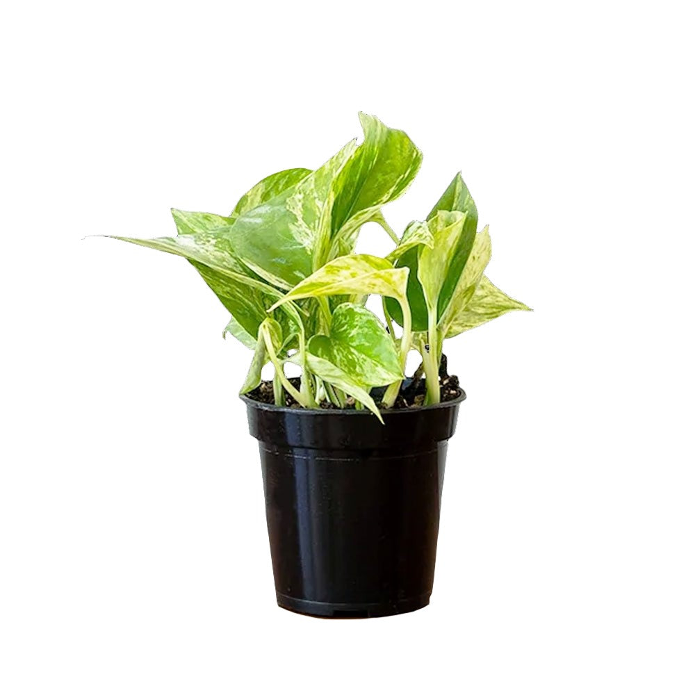 Pothos Marble Queen 4 Inch Pot - Chive Plant Studio - Plants - Chive Studio 2024