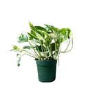 Pothos Pearls And Jade 4 Inch Pot - Chive Plant Studio - Plants - Chive Studio 2024