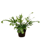 Ribbon Fern 4 Inch Pot - Chive Plant Studio - Plants - Chive Studio 2024