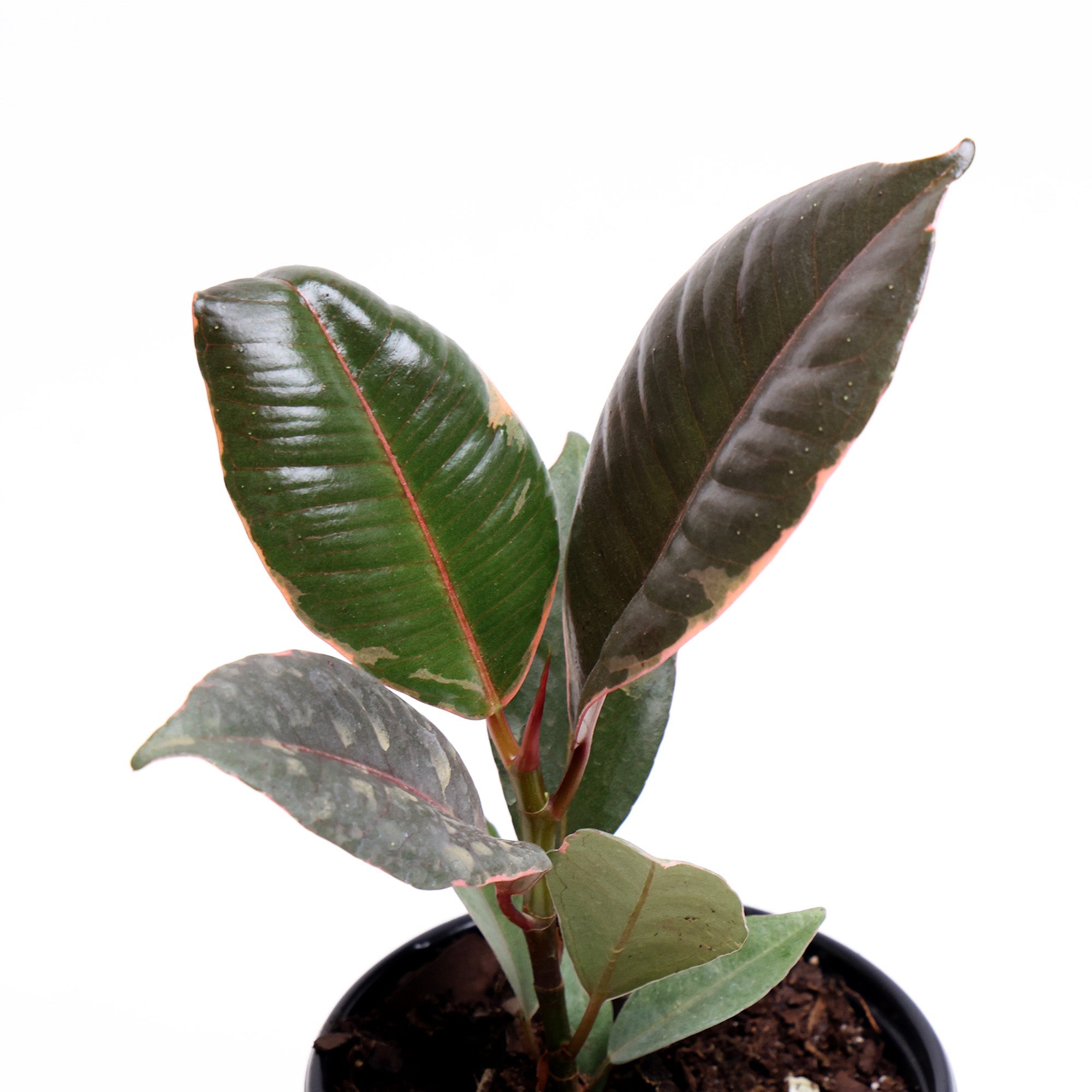 A Ficus Ruby 4 Inch plant with glossy green leaves in a small grower pot, isolated on a white background by Chive Studio.