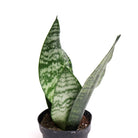 Snake Plant Black Coral 4 Inch Pot - Chive Plant Studio - Plants - Chive Studio 2024