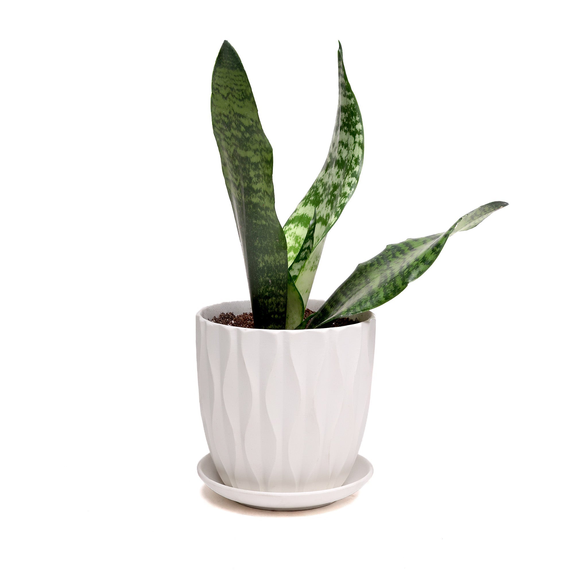 A Potted Snake Plant Black Coral 4” in Virago E by Chive Studio with three tall, upright leaves featuring green horizontal stripes, nestled in a textured white pot on a white background.