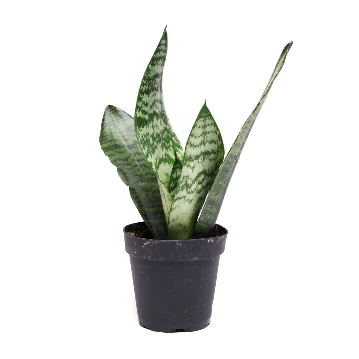 Snake Plant Black Coral 4 Inch Pot - Chive Plant Studio - Plants - Chive Studio 2024