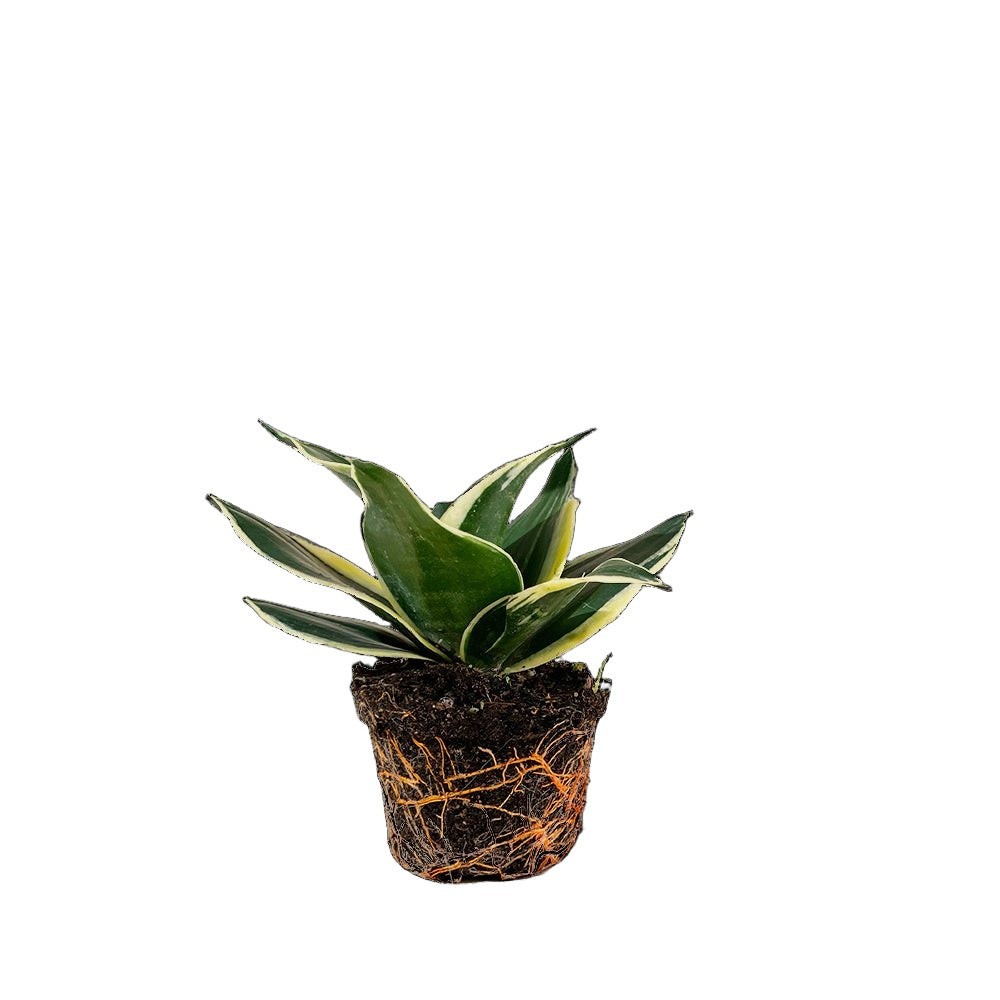 Snake Plant Black Star 4 Inch Pot - Chive Plant Studio - Plants - Chive Studio 2024