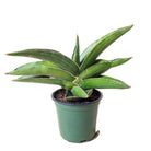 Snake Plant Samurai 4 Inch Pot - Chive Plant Studio - Plants - Chive Studio 2024