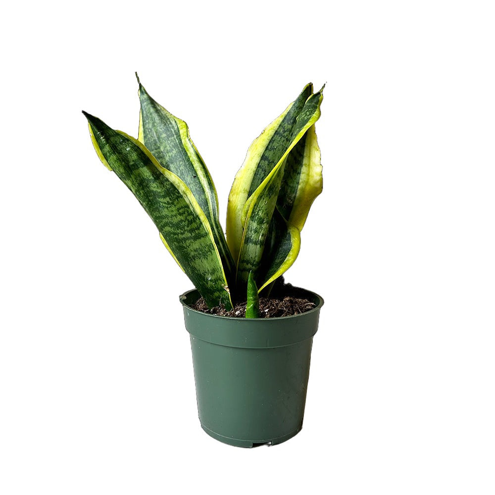 A low-maintenance, air-purifying Snake Plant Superba 4 Inch Pot by Chive Studio 2024, with dark green upright leaves bordered by a lighter green or yellow margin, sits in a plain green plastic pot. The background is white.