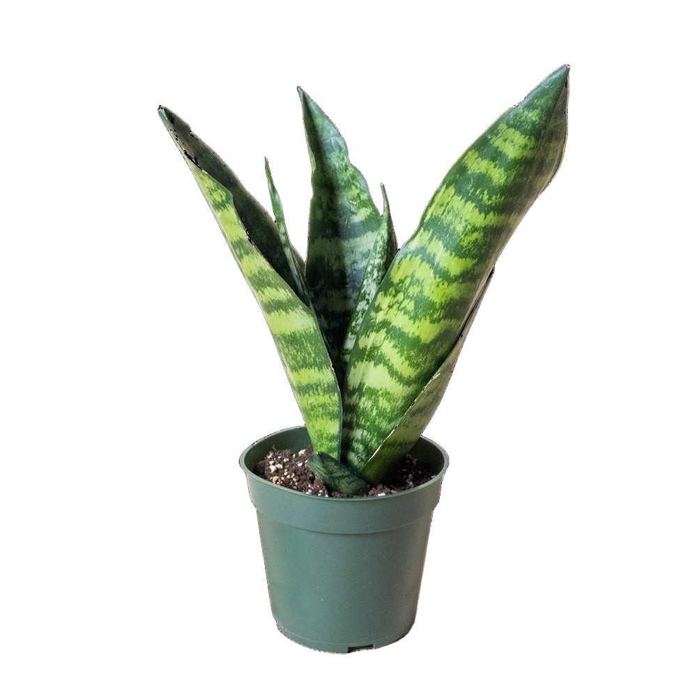 Snake Plant Zeylanica 4 Inch Pot - Chive Plant Studio - Plants - Chive Studio 2024