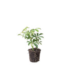 Schefflera Arboricola 4 Inch Pot - Chive Plant Studio - Plants - Chive Studio 2024