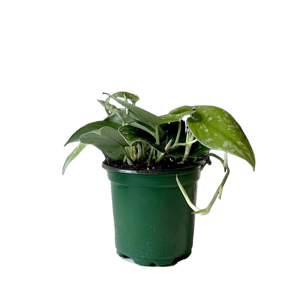 Philodendron Scindapsus 4'' Pot - Chive Plant Studio - Plants - Chive Studio 2024