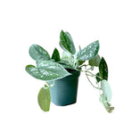 Pothos Silver Satin 4 Inch Pot - Chive Plant Studio - Plants - Chive Studio 2024