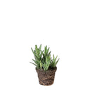 Aloe Squarrosa 4 Inch Pot - Chive Plant Studio - Plants - Chive Studio 2024