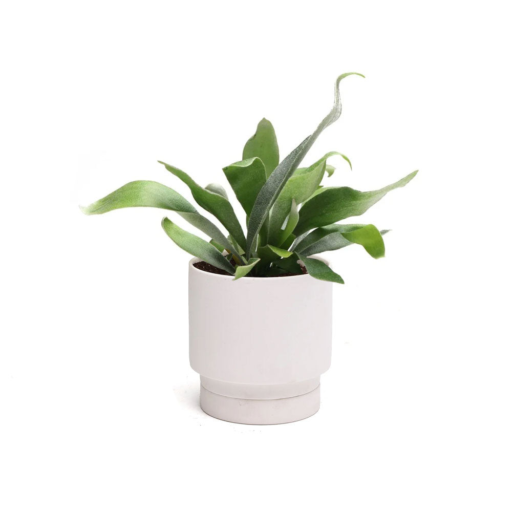 Best Planters for Indoor Plants: Because Your Leafy Friends Deserve Better Than a Coffee Can | Chive.com