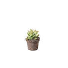 Succulent 4 Inch Pot - Chive Plant Studio - Plants - Chive Studio 2024