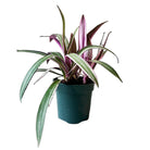 Tradescantia Rheo 4 Inch Pot - Chive Plant Studio - Plants - Chive Studio 2024